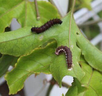 Caterpillars in Pre-K